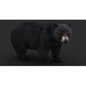 Black Bear (Fur) 3D model